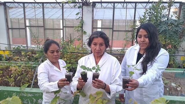 ​Arequipa tiene 6 variedades de uva, propias de la región
