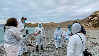 MIDAGRI despliega estrategia integral para proteger la fauna marina ante el impacto de El Niño