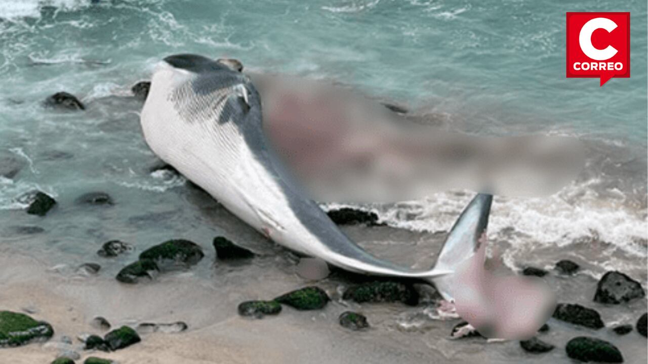 Ballena varada en playa 'Señoritas' estaría muerta.