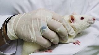 Con éxito realizan primer trasplante de cabeza en una rata