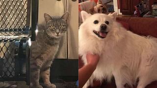 Gato sigue visitando a perrito muerto por cáncer hace más de un año y con quien solía jugar