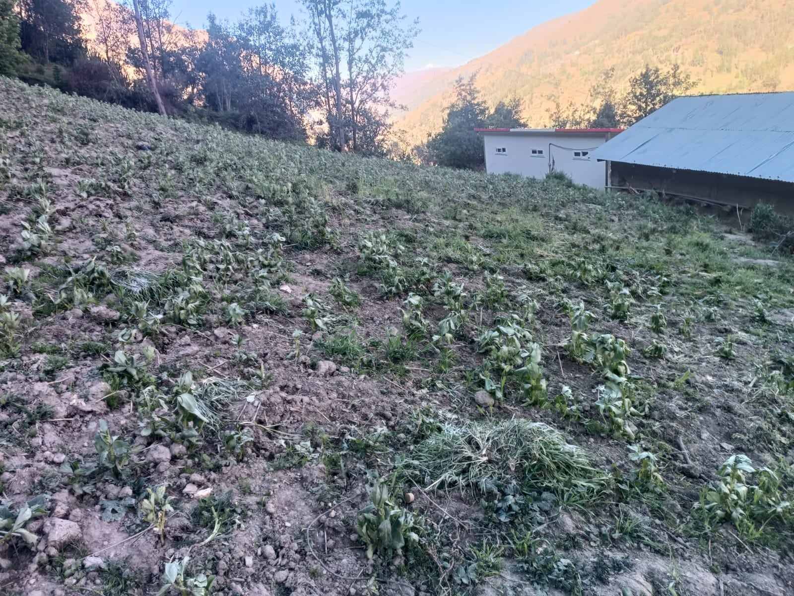 Cambio climático causa severos impactos en la economía agraria