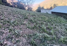 Inclemencias climatológicas destruyen alimentos esenciales en la provincia de Huamalíes