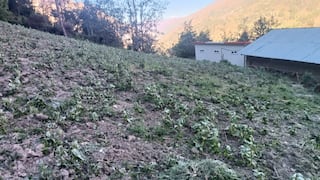 Inclemencias climatológicas destruyen alimentos esenciales en la provincia de Huamalíes