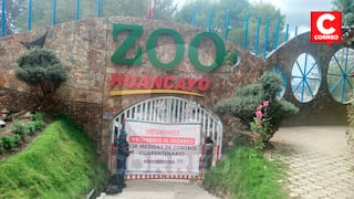 Puma del Zoológico Municipal de Huancayo se recupera satisfactoriamente de mal respiratorio 