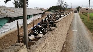 La Libertad: Segat multa a granja con más de S/3,500 por contaminar urbanizaciones 