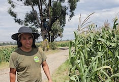 Sequía pone en riesgo 300 hectáreas de cultivos en San Agustín de Cajas