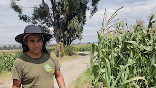 Sequía pone en riesgo 300 hectáreas de cultivos en San Agustín de Cajas