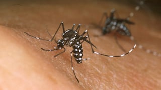 Ecuador registra más de 2.600 casos de Chikungunya