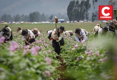 Ak’shu Tatay: tradición y labor en comunidad que se celebra en el sur de Huancayo (FOTOS)