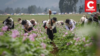 Ak’shu Tatay: tradición y labor en comunidad que se celebra en el sur de Huancayo (FOTOS)