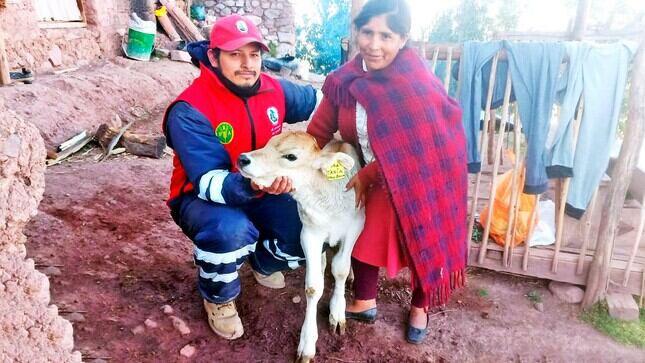 Huanta y La Mar registran 40 becerros nacidos por inseminación artificial