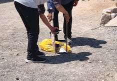 Arequipa: amenazan de muerte a poblador y le dejan cabeza de perro (VIDEO)