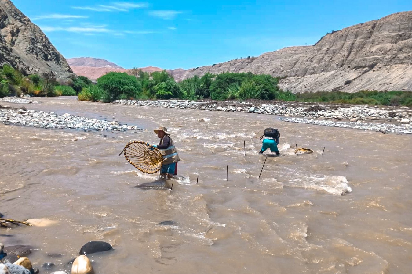 La veda del camarón es hasta el 31 de marzo (Foto: Gerencia de Producción)