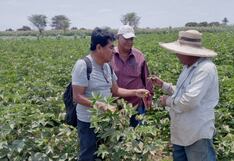 Piura: Capacitan a productores algodoneros del Bajo Piura para un manejo adecuado de cultivos