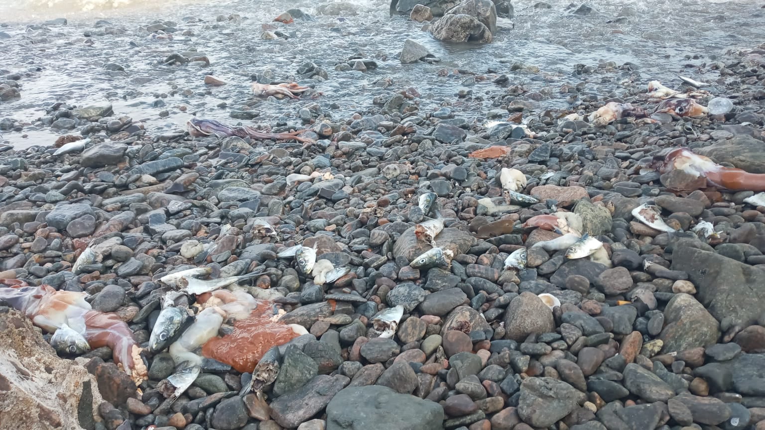Más de una tonelada de pota apareció varada en playas de Matarani, provincia de Islay. Foto: PRODUCE.