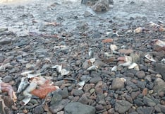 Más de una tonelada de pota apareció varada en playas de Matarani, en Arequipa