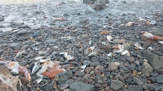 Más de una tonelada de pota apareció varada en playas de Matarani, en Arequipa