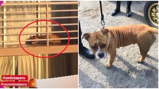 Policía rescató a can que vivía encerrado en un balcón durante cuarentena (VIDEO)