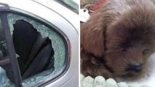 Rompen ventana de auto para rescatar a perro encerrado, pero descubren que es un juguete (FOTO)