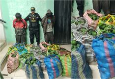 Chincha: caen “Los Palteros de Grocio” tras robo de 120 kilos de palta