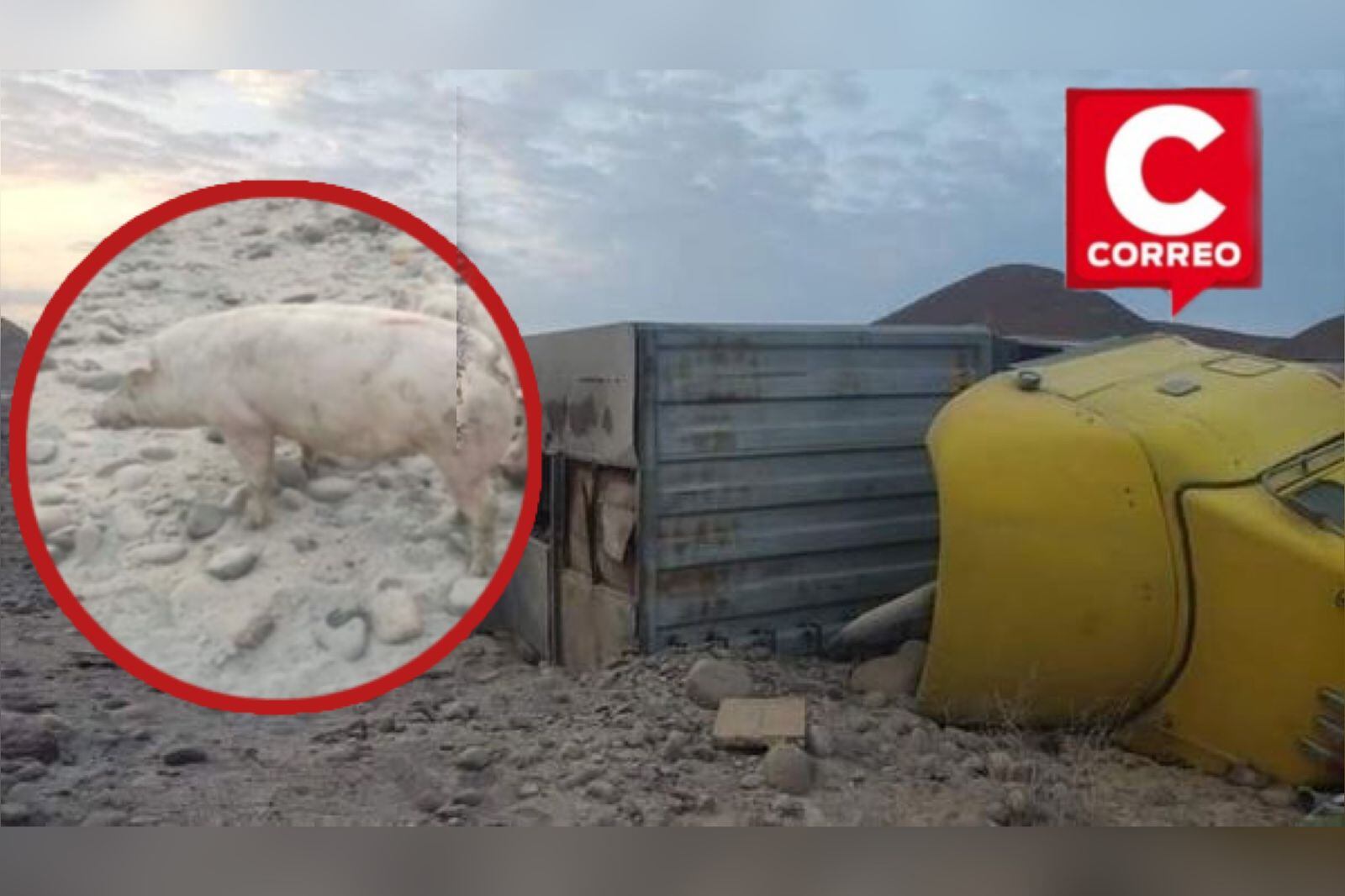 Accidente de carretera causa la muerte de animales. (Foto: Difusión)