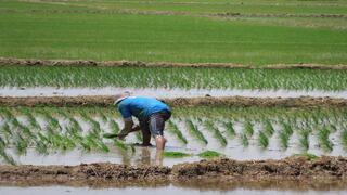 La producción de arroz disminuyó en la región Piura