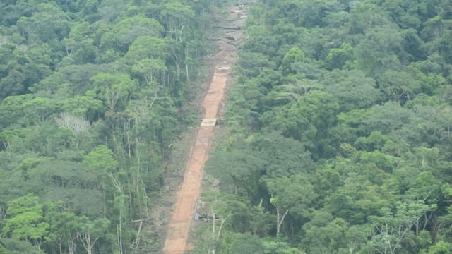 Denuncian que aumenta deforestación de bosques por construcción de ‘narcopistas’