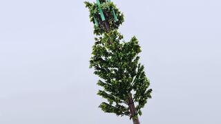 MTC: Antenas “tipo árbol” garantizan buena comunicación y son amigables con el paisaje