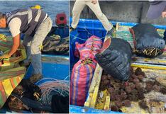 Nasca: intervenidos con más de 4 mil 900 kilos de erizo rojo en mar de Marcona