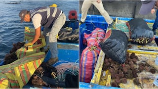 Nasca: intervenidos con más de 4 mil 900 kilos de erizo rojo en mar de Marcona