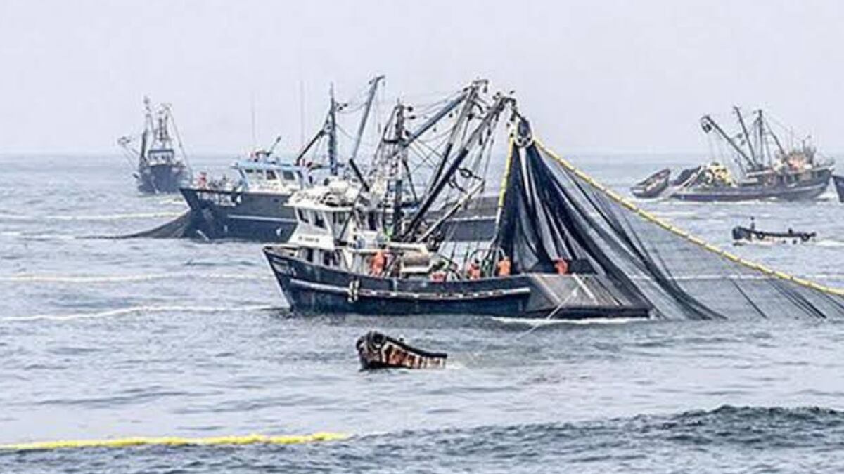 Pesca de anchoveta caería 60% este año