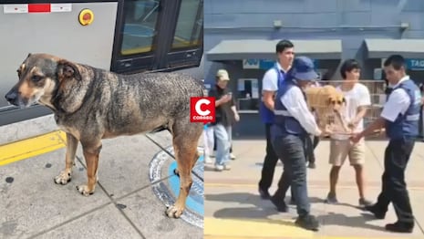 ATU retira a cuatro perritos de la estación Naranjal sin informar su destino y genera indignación vecinal
