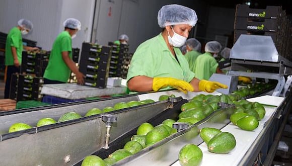 Las paltas, al igual que los arándanos y las uvas son los principales productos de exportación. (Foto: USI).