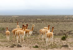 Arequipa será declarada “Capital de la vicuña del Perú” por el Serfor