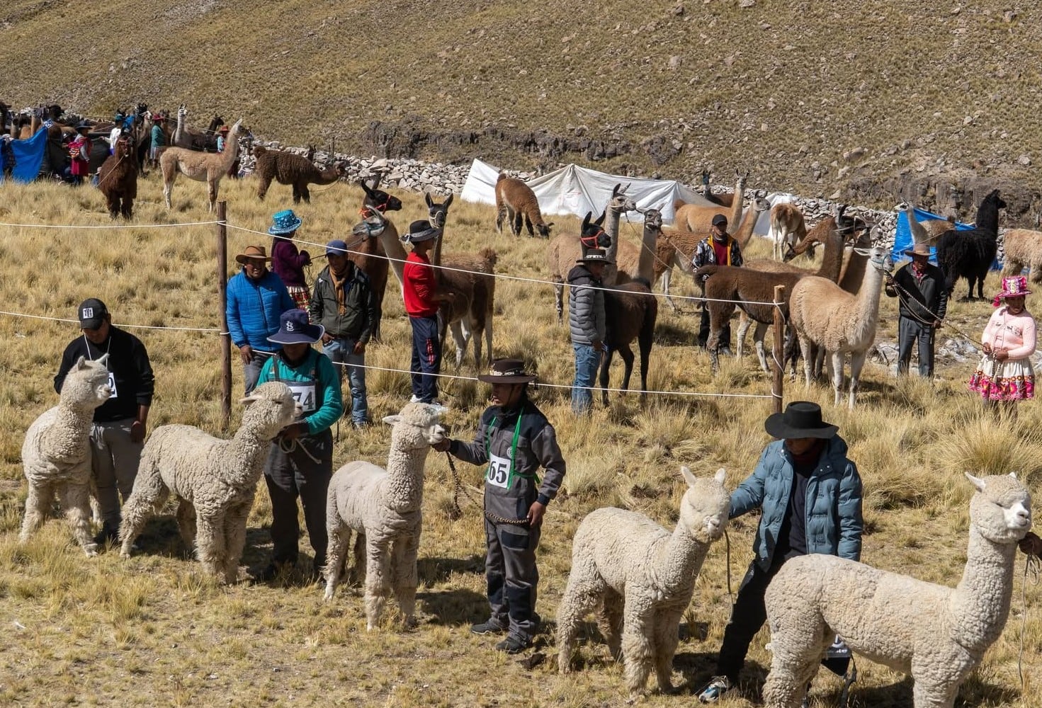 La XI Feria Intercomunal Pecuaria, Artesanal y Gastronómica Sotocaya 2026 el 23 y 24 de junio