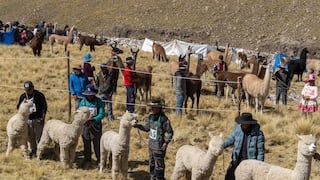 Celebrarán el Día del Campesino con feria agropecuaria en Caylloma