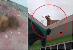 Nasca: denuncian que un pitbull ingresó a una vivienda y mató a una perrita en el sector Categoría C
