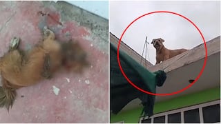 Nasca: denuncian que un pitbull ingresó a una vivienda y mató a una perrita en el sector Categoría C