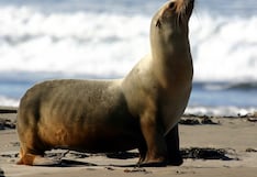 SERFOR atendió 100 reportes de fauna marina varada en el litoral peruano