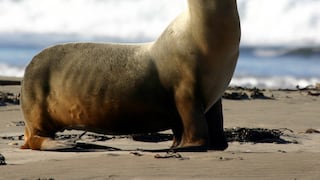 SERFOR atendió 100 reportes de fauna marina varada en el litoral peruano