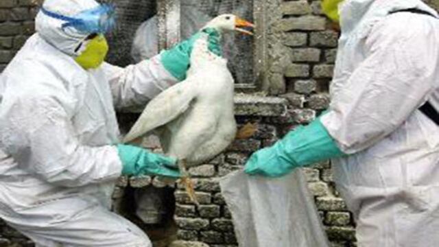 Corea del Norte confirma brote de gripe aviar en el país