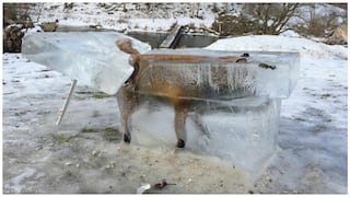​El zorro congelado, la imagen viral que muestra la ola de frío en Europa (VIDEO)
