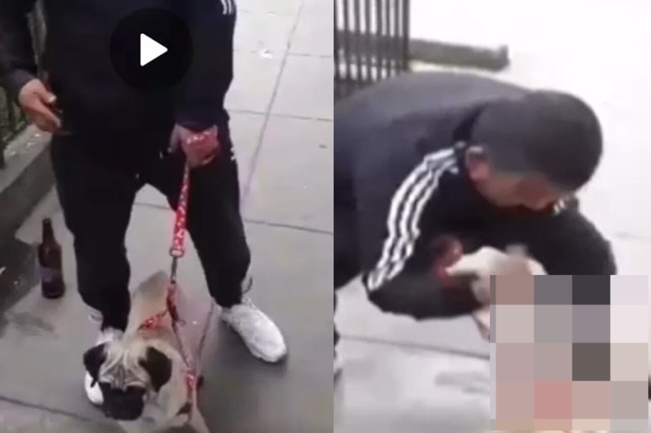 Perrito fue atacado en la calle