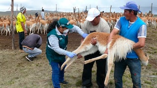 Senasa atendió a más de 900 vicuñas en la comunidad de Pampamarca En Ayacucho