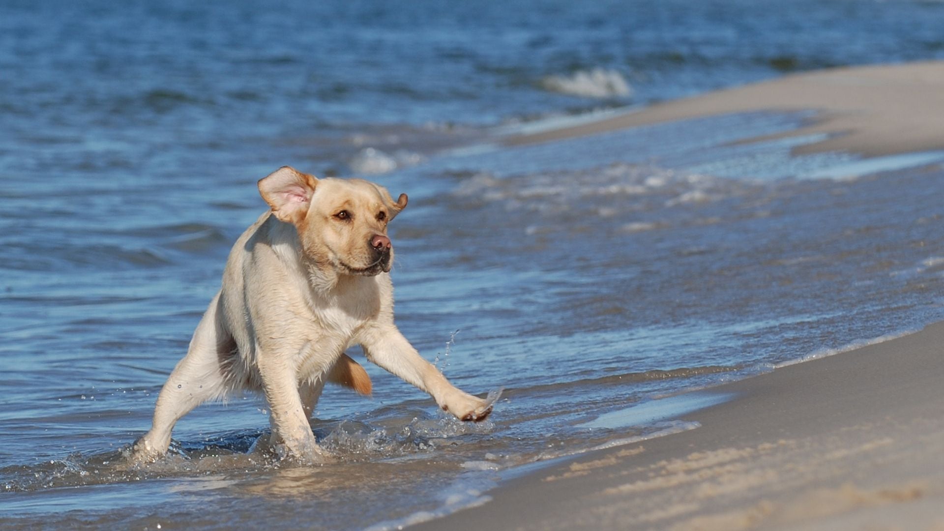 Verano con mascotas: estas son las playas de Lima que permiten el ingreso de perros. Foto: Difusión