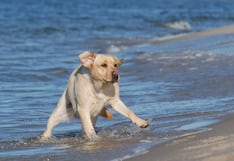 Verano con mascotas: estas son las playas de Lima que permiten el ingreso de perros