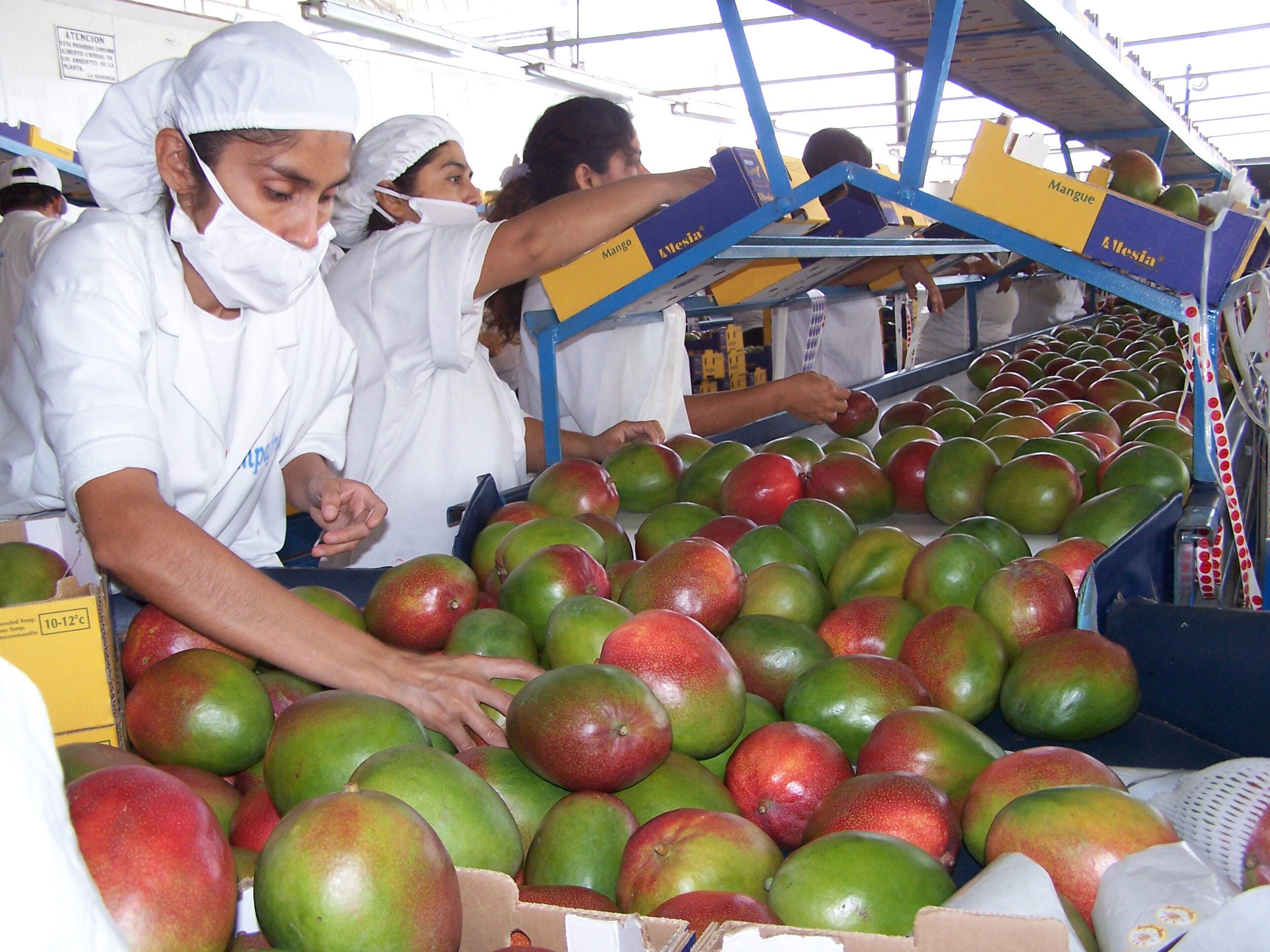 Altas temperaturas ponen en peligro la campaña de mango en la región Piura
