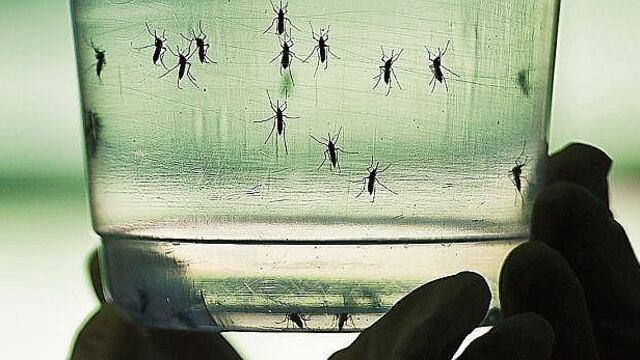 EEUU: Primera muerte relacionada con zika