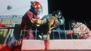 Bomberos rescatan a perro que se incrustó en rejas metálicas en Moquegua